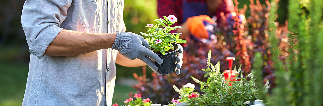 Frische Blumen in Holzkiste werden von Mann eingepflanz.